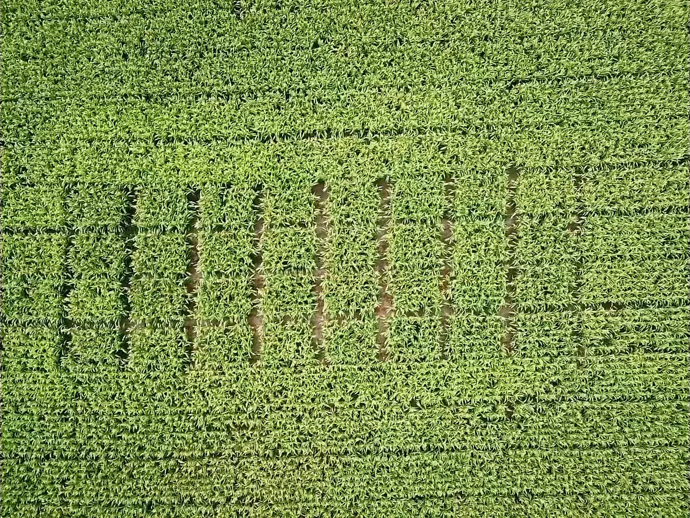 Detalhe aéreo da área de pesquisa