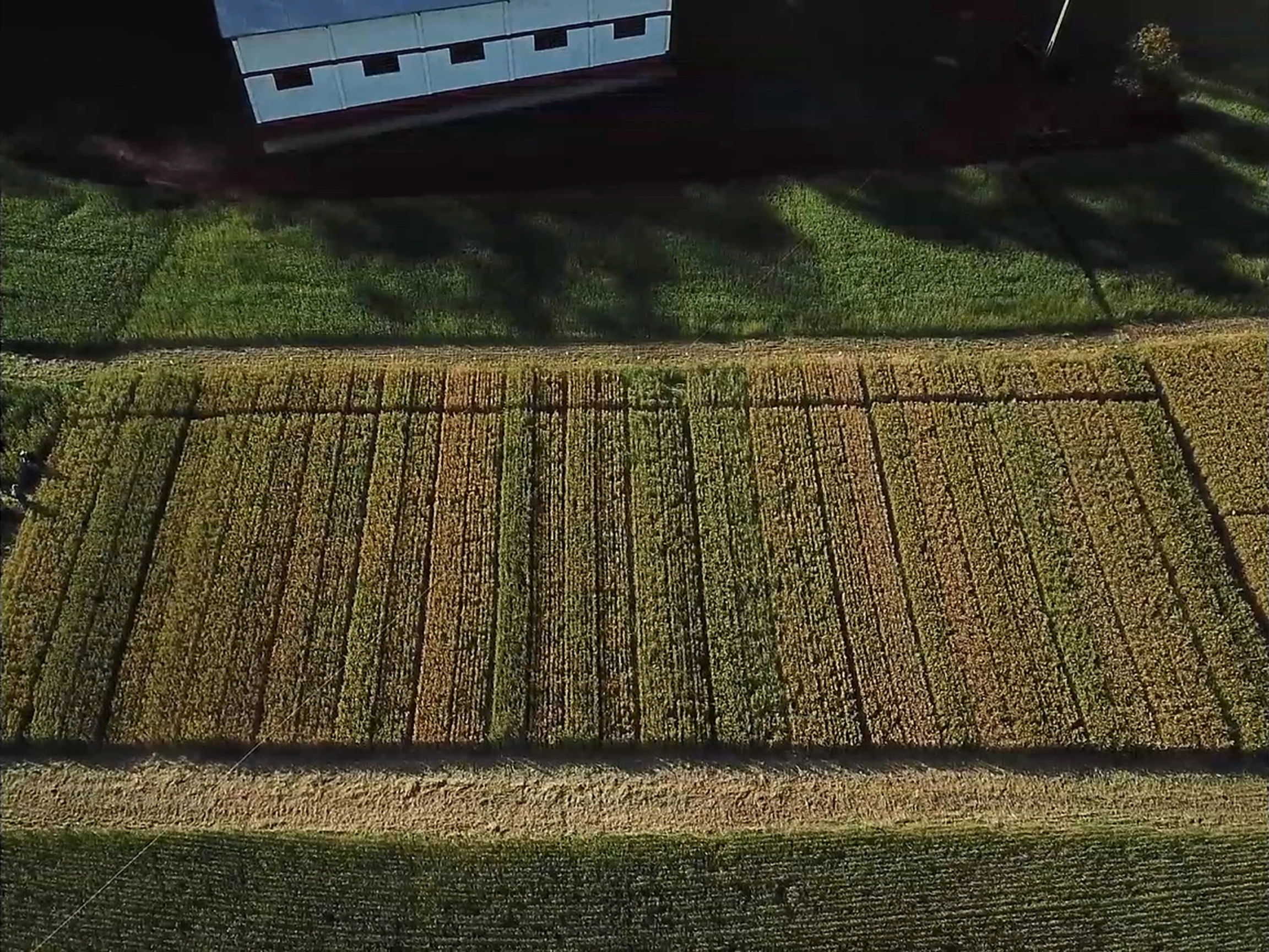Parcelas da área experimental vistas por drone